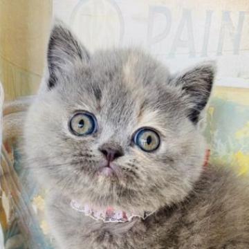 エキゾチックショートヘア【群馬県・女の子・2022年9月26日・ブルークリーム】の写真「可愛いです❤️」