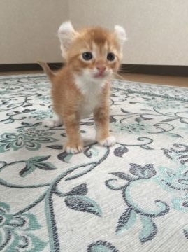 アメリカンカール【群馬県・男の子・2016年2月14日・レッドタビー】の写真「人懐っこく愛嬌たっぷり靴下くん♡」