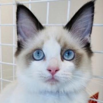 ラグドール【群馬県・男の子・2022年5月10日・シールポイントバイカラー】の写真「可愛いです❤️」