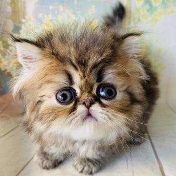 エキゾチックショートヘア【群馬県・男の子・2022年10月5日・ブラウンタビー】の写真「可愛いです❤️」