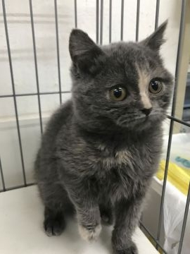 ブリティッシュショートヘア【群馬県・女の子・2016年11月5日・ブルークリーム】の写真「可愛いです♡」