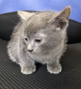 ボンベイ【群馬県・男の子・2017年7月5日・エニーアザーカラー】の写真「グレーのボンベイちゃん♡」