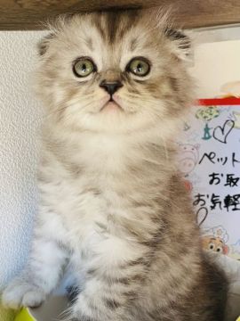スコティッシュフォールド(折れ耳)【群馬県・男の子・2021年5月25日・シルバータビー】の写真「可愛いイケメンくんです⭐︎」
