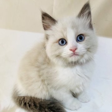 ラグドール【群馬県・女の子・2023年3月16日・ブルーポイントバイカラー】の写真「可愛いです❤️」