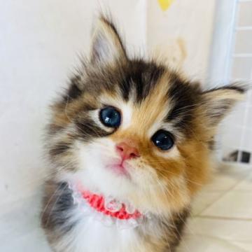 ノルウェージャンフォレストキャット【群馬県・女の子・2022年8月3日・キャリコ】の写真「可愛いです💙」