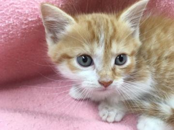 マンチカン【群馬県・男の子・2017年5月8日・レッドタビー&ホワイト】の写真「足短か 男の子です♡」