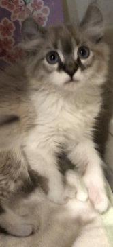 アメリカンカール【群馬県・男の子・2018年1月16日・シールポイント】の写真「大人しくとっても優しいし子です♡」