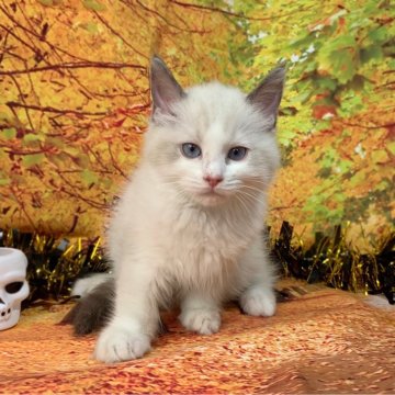 ラグドール【群馬県・男の子・2024年8月9日・ブルーポイントバイカラー】の写真「大人しくて可愛いです💛」