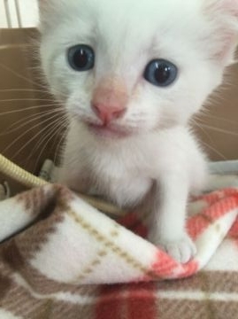 アメリカンカール【群馬県・男の子・2016年2月14日・ホワイト】の写真「ホワイトカール♡」