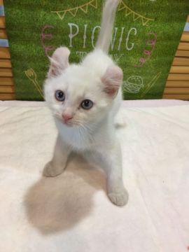 アメリカンカール【群馬県・男の子・2018年3月26日・ホワイト】の写真「カール耳のかまってちゃん♡」