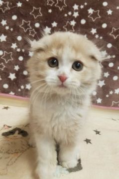 スコティッシュフォールド(折れ耳)【群馬県・女の子・2018年11月24日・クリームタビー&ホワイト】の写真「おっとりさん♡」
