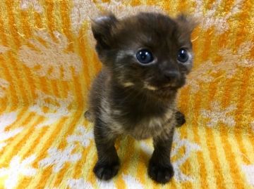 アメリカンカール【群馬県・女の子・2017年5月12日・トーティー】の写真「可愛いです★」