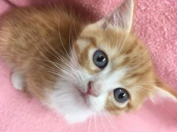 マンチカン【群馬県・男の子・2017年5月8日・レッドタビー&ホワイト】の写真「足短かで とっても可愛いです★」