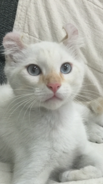 アメリカンカール【群馬県・男の子・2016年2月14日・ホワイト】の写真「ホワイトカール♡」