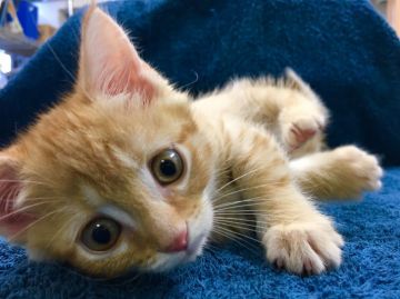 マンチカン【群馬県・男の子・2017年3月18日・レッドマッカレルタビー】の写真「マンチカン足短か♂」