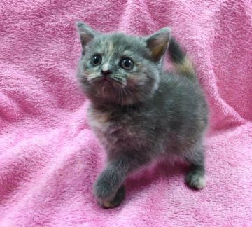 ペルシャ【群馬県・女の子・2017年3月28日・ブルークリーム】の写真「美人のペルシャちゃん♡」