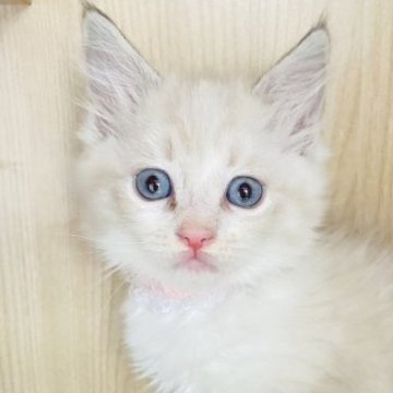 ラグドール【群馬県・女の子・2023年7月11日・ブルーポイントバイカラー】の写真「とっても可愛いです♡」