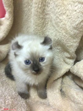 アメリカンカール【群馬県・女の子・2016年1月7日・シールポイント】の写真「しっかりカール可愛いです♡」