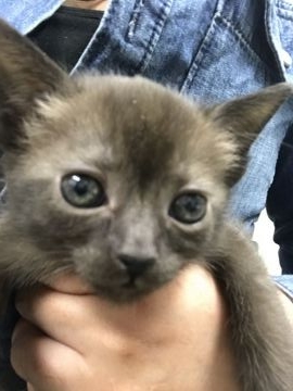 ボンベイ【群馬県・女の子・2017年2月3日・エニーアザーカラー】の写真「可愛い♡茶色ちゃん」