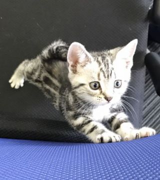 アメリカンショートヘア【群馬県・女の子・2017年7月4日・ブラウンタビー】の写真「とっても可愛いです♡」