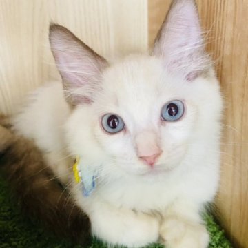 ラグドール【群馬県・男の子・2023年7月8日・シールポイントバイカラー】の写真「ハンサムな男の子🩶」