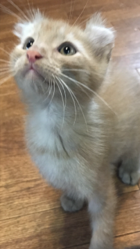 アメリカンカール【群馬県・男の子・2017年5月12日・レッドタビー】の写真「元気でわんぱくです★」