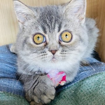 エキゾチックショートヘア【群馬県・女の子・2023年6月6日・ブルータビー】の写真「可愛いです🥰」