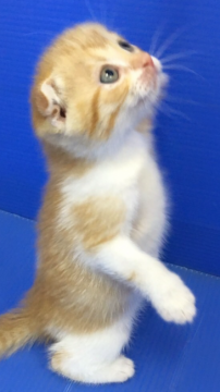 マンチカン【群馬県・女の子・2016年6月9日・レッド&ホワイト】の写真「可愛いです♡」