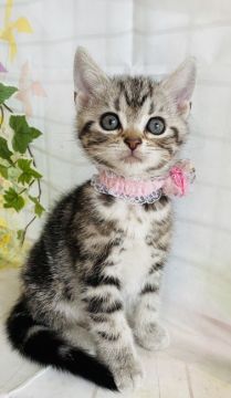 アメリカンショートヘア【群馬県・女の子・2022年3月22日・シルバータビー】の写真「可愛いです❤️❤️」