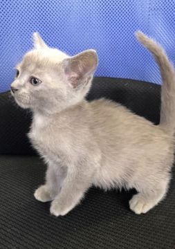 ボンベイ【群馬県・男の子・2017年7月5日・エニーアザーカラー】の写真「茶色い猫ちゃんです♡」