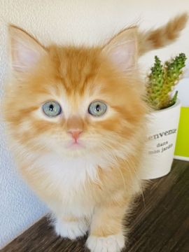 マンチカン(長足)【群馬県・男の子・2021年5月2日・レッドタビー&ホワイト】の写真「可愛いです🌸」