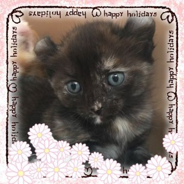 アメリカンカール【群馬県・女の子・2016年2月14日・トーティー】の写真「個性的クロちゃん♡」