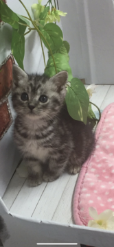 マンチカン(長足)【群馬県・男の子・2020年2月17日・シルバータビー】の写真「可愛い男の子♡」