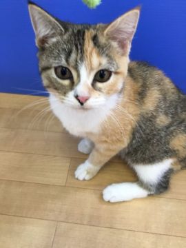 マンチカン【群馬県・女の子・2016年4月14日・キャリコ】の写真「アイラインくっきりキャリコちゃん♡」