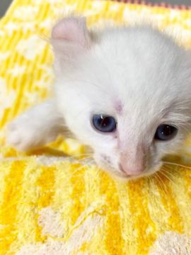 アメリカンカール【群馬県・男の子・2017年5月12日・ホワイト】の写真「可愛い真っ白ちゃん♡」