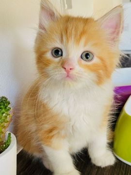 マンチカン(長足)【群馬県・女の子・2021年5月2日・レッドタビー&ホワイト】の写真「可愛いです🌸」