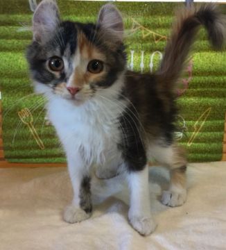 アメリカンカール【群馬県・女の子・2018年1月16日・ブラウンパッチド&ホワイト】の写真「綺麗なカールで可愛い顔立ちです☆」