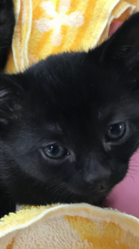 ボンベイ【群馬県・男の子・2017年2月3日・ブラック】の写真「可愛い♡黒猫ちゃん」