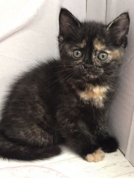 マンチカン(長足)【群馬県・女の子・2020年6月9日・トーティー】の写真「ユニークな可愛い子です♡当日見学OK‼️」