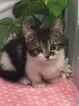 マンチカン(短足)【群馬県・男の子・2020年3月29日・ブラウンタビー&ホワイト】の写真「ユニークな足短くんです♡」