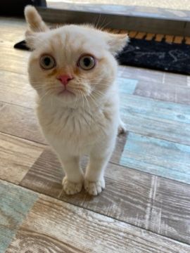 マンチカン(長足)【群馬県・女の子・2019年9月26日・クリームタビー】の写真「当日見学OKです‼︎」