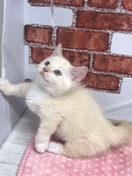 マンチカン(短足)【群馬県・男の子・2020年4月23日・レッドタビー】の写真「やんちゃさん⭐︎」