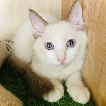 ラグドール【群馬県・男の子・2023年7月8日・シールポイントバイカラー】の写真「ハンサムな男の子🩶」