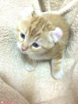 アメリカンカール【群馬県・男の子・2016年1月7日・レッドタビー】の写真「アメリカンカール男の子♡」