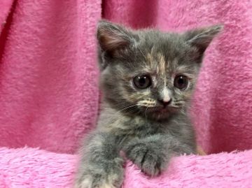 ペルシャ【群馬県・女の子・2017年3月28日・ブルークリーム】の写真「美人さんです♡」