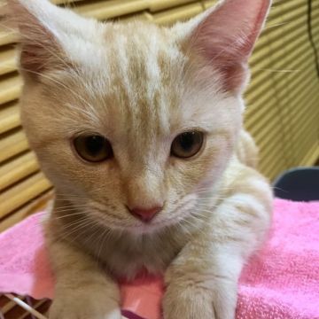 アメリカンショートヘア【群馬県・男の子・2017年7月4日・クリームタビー】の写真「可愛いです♡」