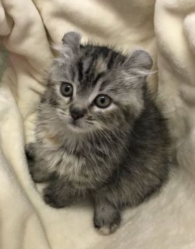 アメリカンカール【群馬県・女の子・2018年1月3日・シルバータビー】の写真「可愛いお耳です♡」