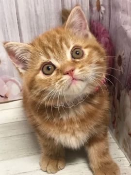 ミヌエット【群馬県・男の子・2020年9月15日・レッドタビー】の写真「X'mas SALE🎄」