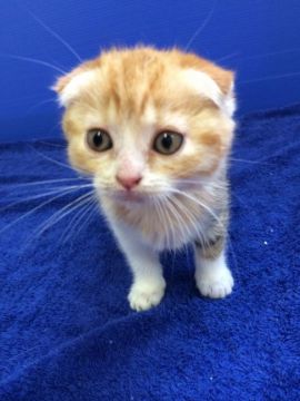 マンチカン【群馬県・女の子・2016年4月20日・キャリコ】の写真「耳たれマンチ♡キャリコちゃん」