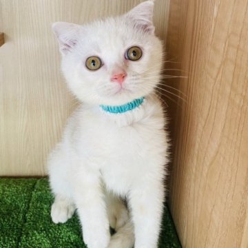 スコティッシュフォールド(折れ耳)【群馬県・男の子・2023年4月6日・クリームタビー】の写真「社交的で美しい男の子です💙」
